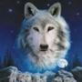 wild_wolf